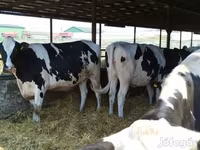 Сиыр, Голштин тұқымы — 3-сурет