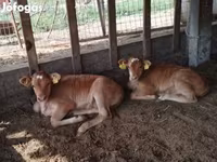 بقرة, Simmental cattle — الصورة 3