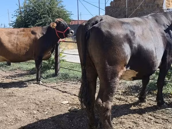 İnək, Russian Black pied cattle