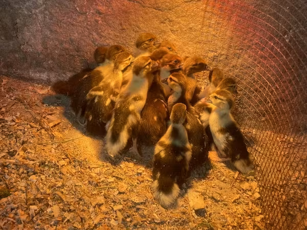Ducks