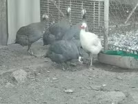 Guinea fowl — Foto 2