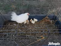 Chickens — foto 2