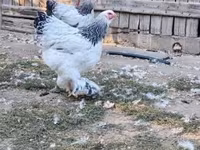 Brahma — foto 3