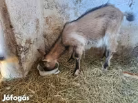 Ziege, Ziegen — Foto 7