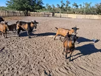 Goat, Goats — photo 1