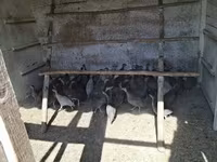 Guinea fowl — fotografija 6