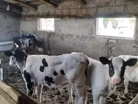 Krowa, Bydło — zdjęcie 1