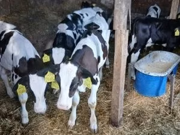 Toro, Russian Black pied cattle
