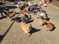 Chickens — Foto 6