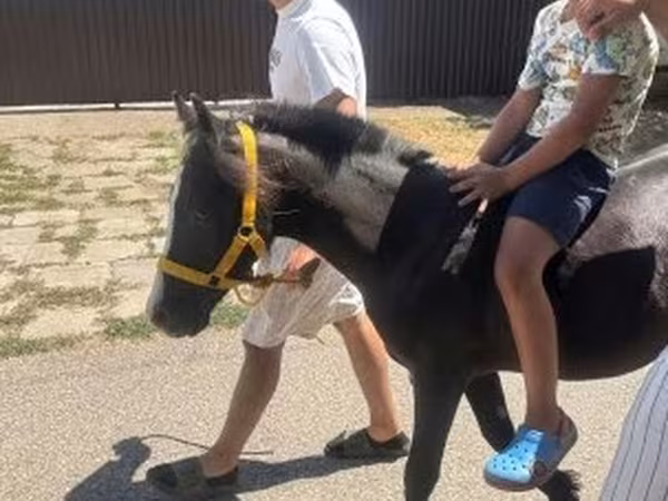 Конь, Лошади