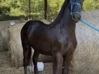 Caballo, Friesian — foto 7