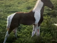 Pastuv, Tennessee Walking Horse — fotografija 4