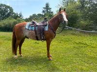 Pastuv, Quarter Horse — fotografija 6