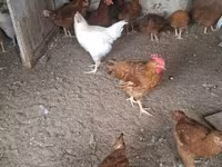 Chickens — zdjęcie 5