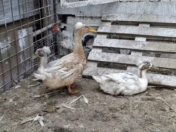 Crested — Hungria