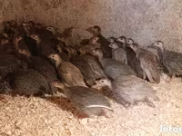 Guinea fowl — 照片 1