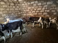 Vaca, Bovinos — foto 1