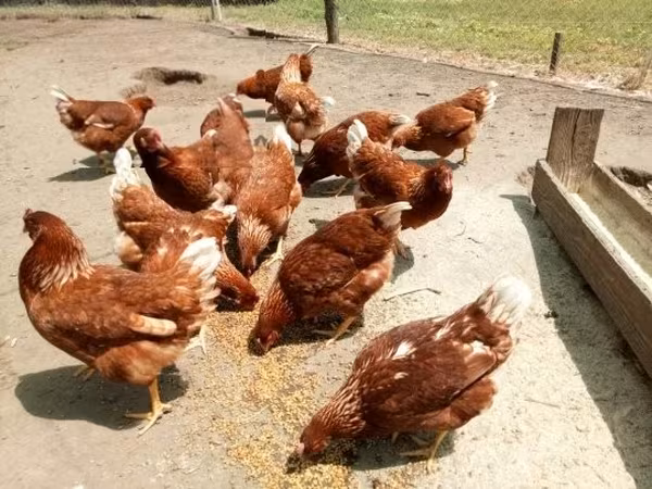Chickens — Węgry