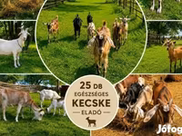 Ziegenbock, Ziegen — Foto 1