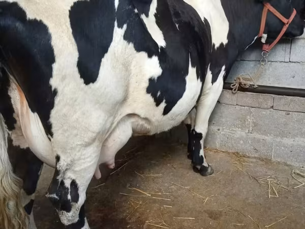 Krava, Holštajnska rasa