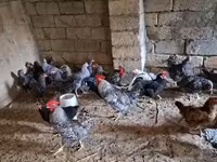 Chickens — fotografija 4