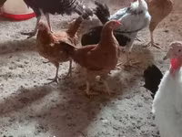 Chickens — fotografija 2