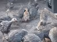 Guinea fowl — fotografija 5