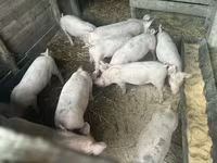 Świnie (partia, płeć nieokreślona), Świnie — zdjęcie 2