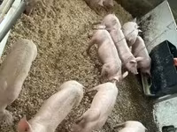 Świnie (partia, płeć nieokreślona) — zdjęcie 4