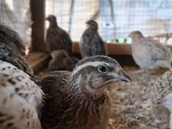 Quails