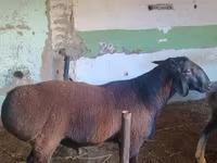 Ovan, Hissar sheep — fotografija 2