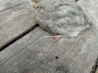 Quails — 写真 4