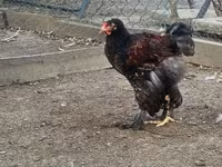 Brahma — foto 2