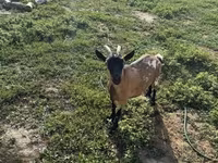 बकरी, बकरियाँ — फ़ोटो 7