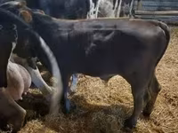 Kuh, Aberdeen-Angus — Foto 4