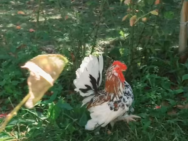 Japanski bantam