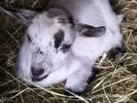 Billy Goat, Goats — photo 3