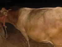 Krava, Ukrainian Brown Dairy Cattle — fotografija 3