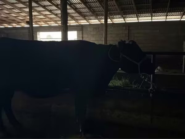 Krava, Latvian Blue cattle