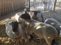 公羊, White Suffolk sheep — 照片 4