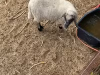 Ram, Tsigai sheep — photo 6