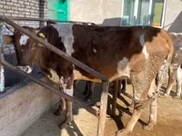 Vache, Simmental cattle — photo 3