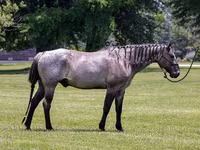 Pastuv, Quarter Horse — fotografija 2