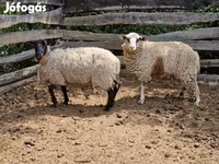 भेड़, White Suffolk sheep — फ़ोटो 2