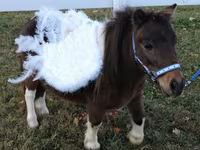 Kobila, Miniature horse — fotografija 6
