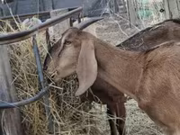Chèvre, Nubian Goat — photo 2