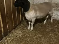 भेड़, Dorper sheep — फ़ोटो 1