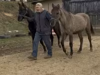 Pastuv, Black Sea breed — fotografija 8
