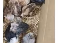 Chickens — الصورة 5