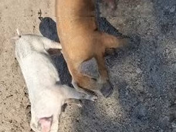 Porcs (lot, sexe non indiqué), 